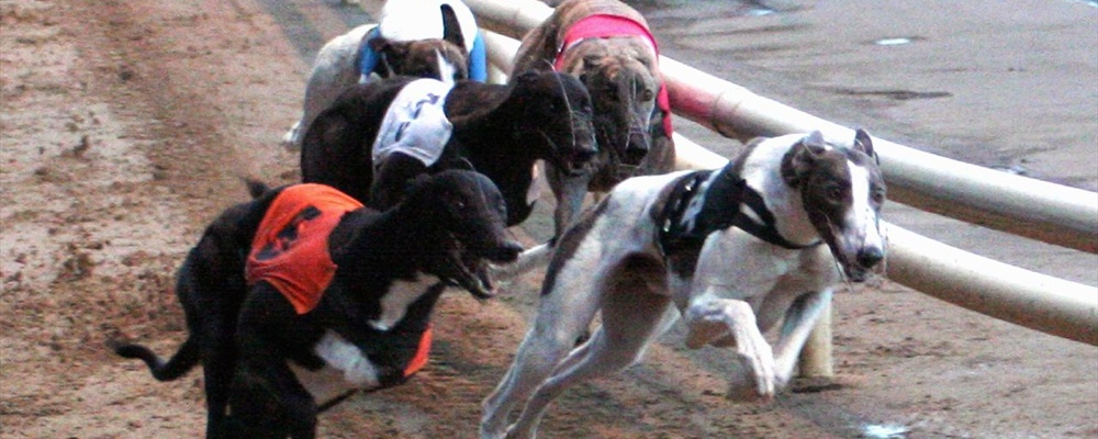 Dog racing at Wimbledon Stadium